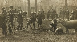 “Pygmy hippo and her new baby before a battery of press cameras,” New York zoo. Photo by A.G. Baumann, 1919.